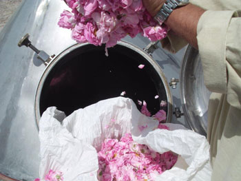 rose-petals-are-prepped-for-distillation350x263