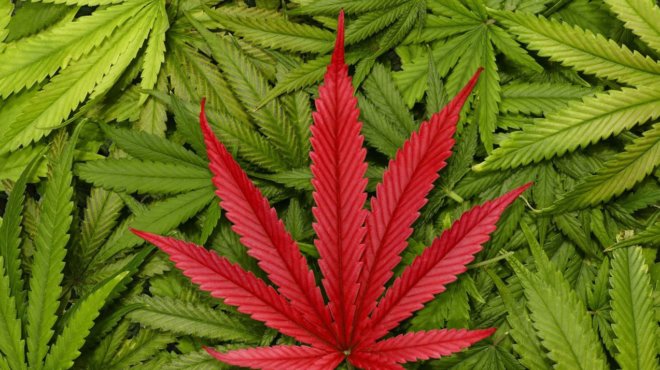 Marijuana panel image